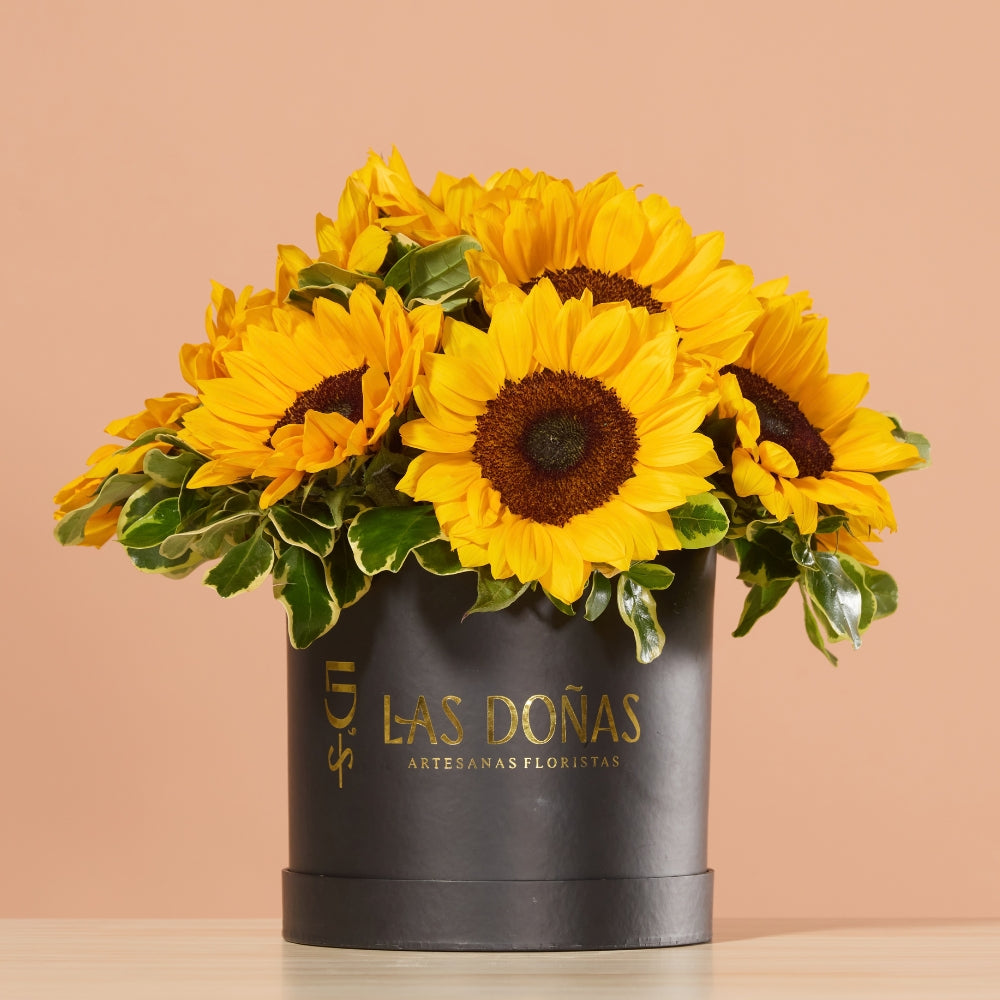 Box de Girasoles