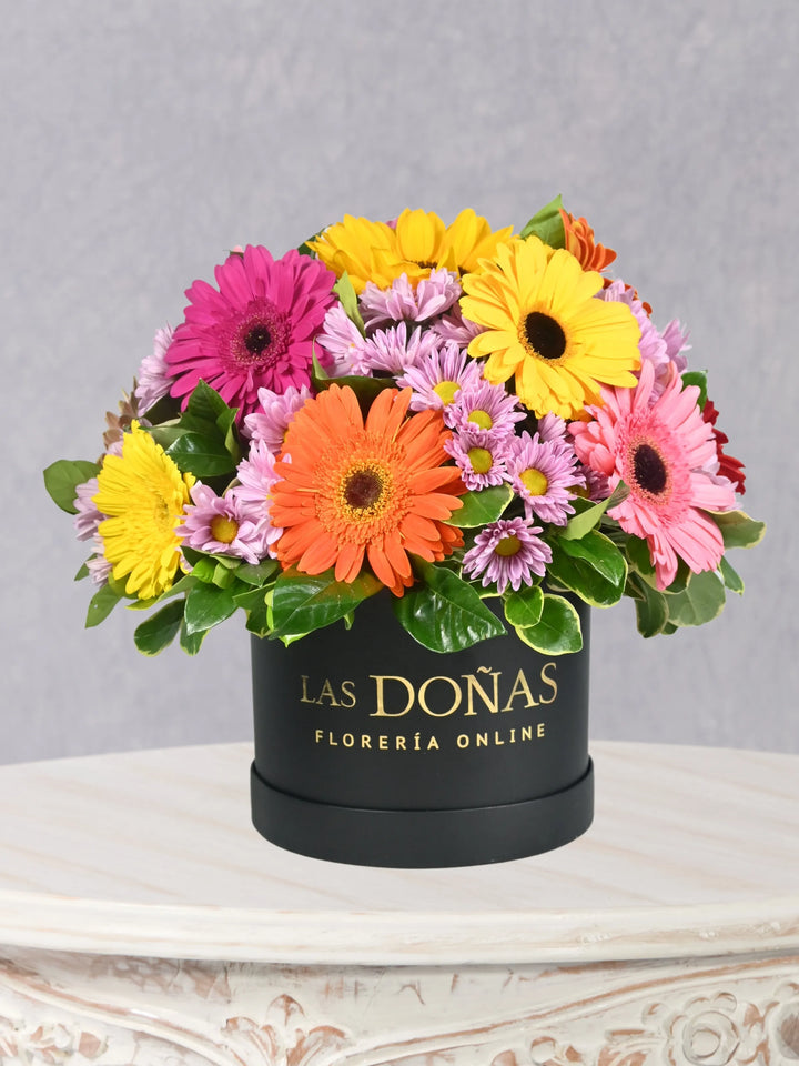 Gerberas y Margaritas