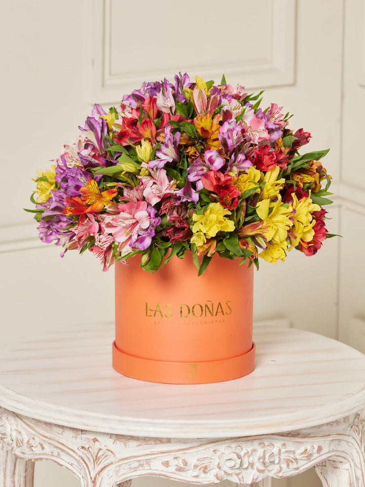 Box de Astromelias · Premium